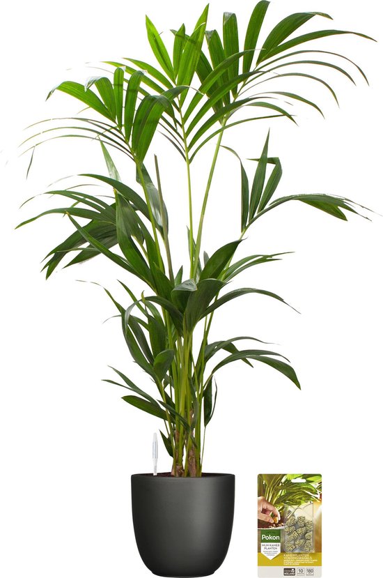 Pokon Powerplanten Kentia Palm 110 cm ↕ - Kamerplanten - in Pot (Mica Tusca Zwart) - Howea Forsteriana - met Plantenvoeding / Vochtmeter