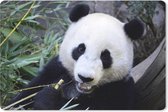 Muismat Panda - Etende panda muismat rubber - 27x18 cm - Muismat met foto