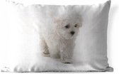 Buitenkussens - Tuin - Schattige kleine Maltezer hond - 50x30 cm