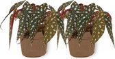 2x Kamerplant Begonia Maculata – Stippenbegonia - ± 20cm hoogte – 12 cm diameter - in bruine sierzak