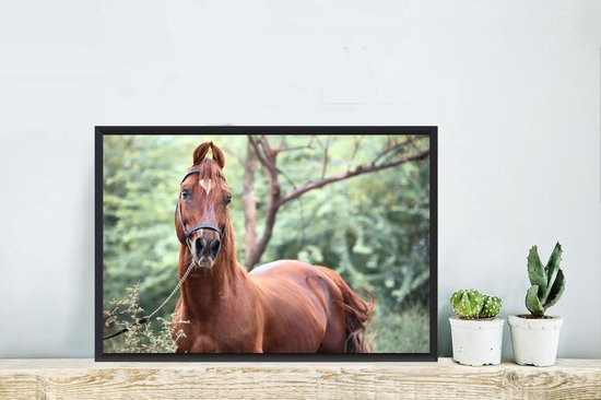 Photo encadrée - Un cheval Kathiawari dans le cadre photo nature boisé noir 60x40 cm - Affiche encadrée (Décoration murale salon / chambre)