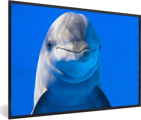 Fotolijst incl. Poster - Dolfijn in een aquarium - 90x60 cm - Posterlijst