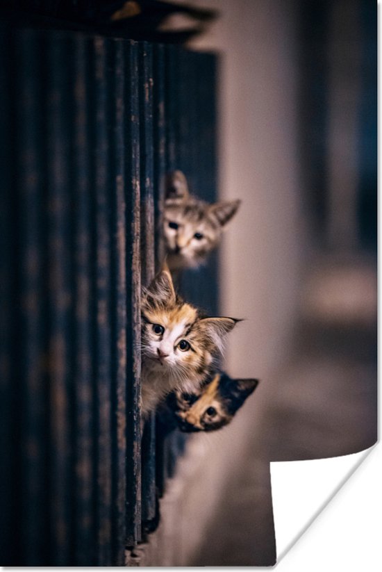 Katten kijken nieuwsgierig om de hoek 80x120 cm - Foto print op Poster  (wanddecoratie... | bol.com