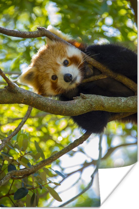 Close-up van een rode panda in de bomen 80x120 cm - Foto print op Poster (wanddecoratie woonkamer / slaapkamer)