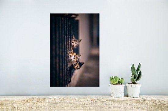 Les Chats regardent curieusement au coin de la rue 20x30 cm - petit - Tirage photo sur Poster (décoration murale salon/chambre)
