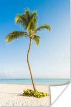 Poster Een eenzame palmboom op het strand - 40x60 cm