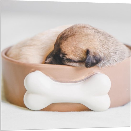 Acrylglas - Bruine Pup slapend in Voerbak - 80x80cm Foto op Acrylglas (Met Ophangsysteem)