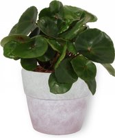 Kamerplant Begonia Red Ruby – Begonia Conchifolia - 20cm hoog – 12cm diameter  - in betonnen lila pot