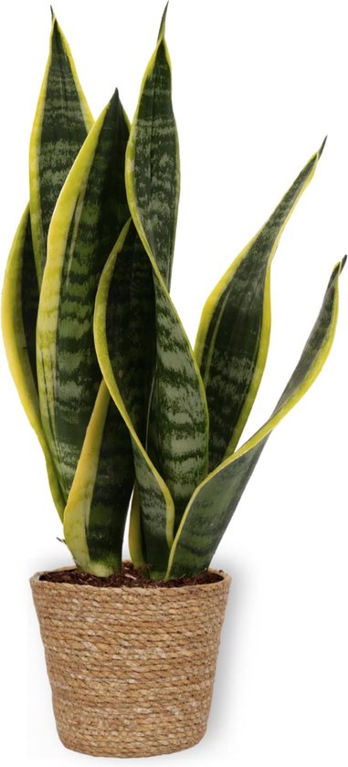 WLplants - Kamerplant Sansevieria Laurentii – Vrouwentong - ± 35cm hoog – 12 cm diameter - in bruine mand