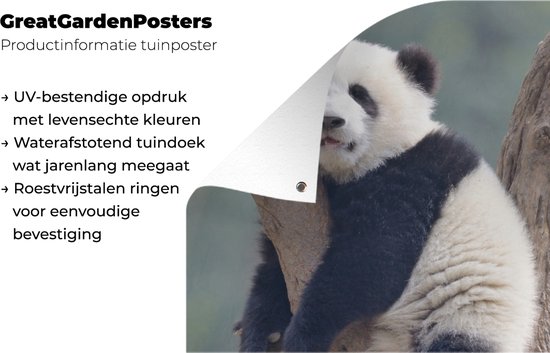 Jeune panda dort dans un arbre 60x90 cm