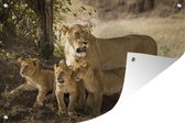 Tuindecoratie Leeuwen op de savanne - 60x40 cm - Tuinposter - Tuindoek - Buitenposter