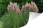 Muurdecoratie Roze pampasgras - 180x120 cm - Tuinposter - Tuindoek - Buitenposter