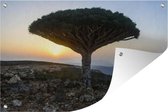 Tuindecoratie Bekende drakenbloedboom bij Jemen in het Midden-Oosten - 60x40 cm - Tuinposter - Tuindoek - Buitenposter