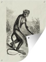 Illustration vintage d'un poster de jardin singe araignée 30x40 cm - petit - Toile de jardin / Toile d'extérieur / Peintures pour l'extérieur (décoration de jardin)