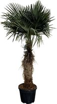 Tropictrees - Palmboom - Trachycarpus Fortunei - Plant - Winterhard - Pot ⌀ 50cm - Hoogte ca. 200cm