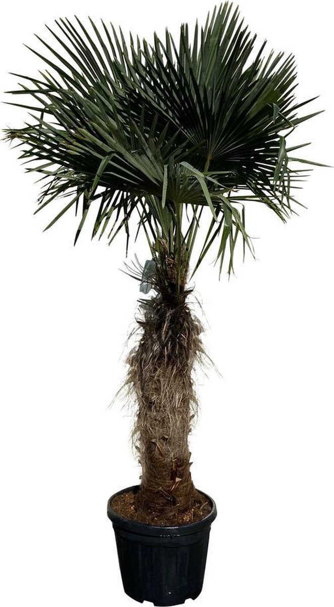 Tropictrees - Palmboom - Trachycarpus Fortunei - Plant - Winterhard - Pot ⌀ 50cm - Hoogte ca. 200cm