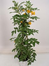 Bloem van Botanicly – Senna floribunda – Hoogte: 90 cm