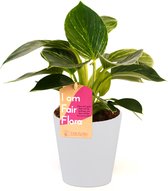 Kamerplant van Botanicly – Philodendron White Wave incl. sierpot wit als set – Hoogte: 25 cm, 1 tak