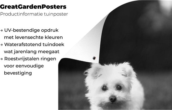 Décoration murale Chien maltais sur pelouse - noir et blanc - 120x180 cm - Affiche jardin
