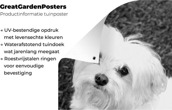 Décoration murale Chien maltais levant les yeux - noir et blanc - 120x180 cm - Affiche jardin