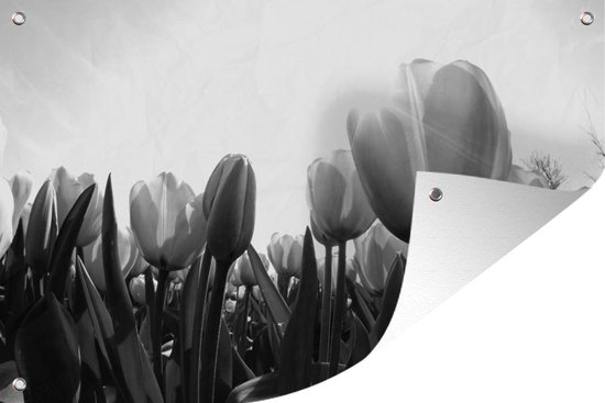Tuindecoratie Tulpen - Bloemen - Zwart - Wit - 60x40 cm - Tuinposter - Tuindoek - Buitenposter