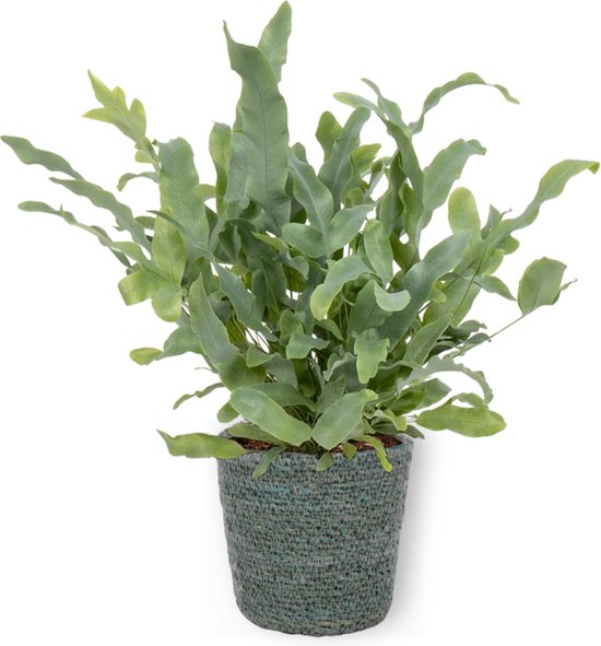 Phlebodium Blue Star | Blauwvaren 7 cm pot | 20 cm hoog