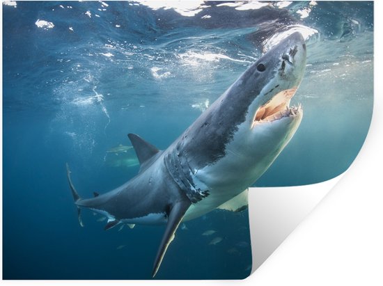 Muurstickers - Sticker Folie - Grote witte haai vlakbij het wateroppervlak - 40x30 cm - Plakfolie - Muurstickers Kinderkamer - Zelfklevend Behang - Zelfklevend behangpapier - Stickerfolie