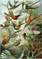 Trochilidae (of Kolibries), Ernst Haeckel - Foto op Posterpapier - 50 x 70 cm (B2)