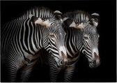 Zebra koppel op zwarte achtergrond - Foto op Posterpapier - 59.4 x 42 cm (A2)