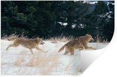 Sticker Muursticker Loups - Deux loups qui courent - 60x40 cm - film autocollant - sticker mural repositionnable