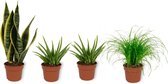 Set van 4 Kamerplanten - 2x Aloë Vera & 1x Sansevieria Superba & 1x Cyperus Zumula - ± 25cm hoog - 12cm diameter