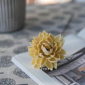 Gedroogde Lotus Knoppen Decoratie voor binnenhuis - M - Beige