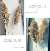 Gedroogd Pampa Gras Decoratie voor binnenhuis -  - 25pcs mini pampas