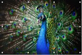 Imposante Pauw met kleurrijk verendek - Foto op Tuinposter - 120 x 80 cm