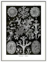 Cladonia - Lichenes (Kunstformen der Natur), Ernst Haeckel - Foto op Akoestisch paneel - 120 x 160 cm