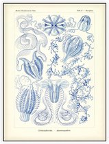 Hormiphora - Ctenophorae (Kunstformen der Natur), Ernst Haeckel - Foto op Akoestisch paneel - 60 x 80 cm