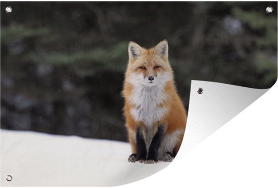 Poster Renard roux dans la neige Jardin 120x80 cm - Toile de jardin / Toile d'extérieur / Peintures d'extérieur (décoration de jardin)