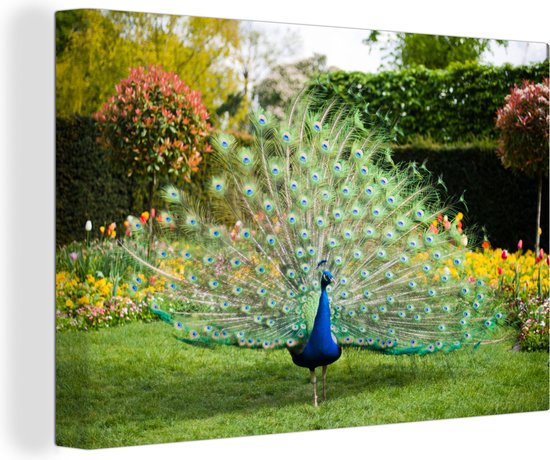 Paon aux plumes étalées dans un jardin Toile 30x20 cm - petit - Tirage photo sur toile (Décoration murale salon / chambre)