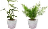 Set van 2 Kamerplanten - Monstera Deliciosa & Asparagus Sprengeri - ±  30cm hoog - 12cm diameter - in betonnen lila pot