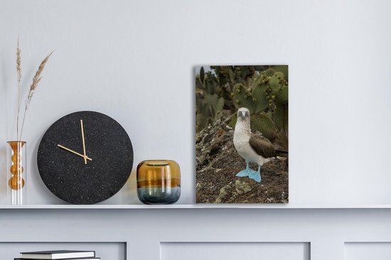 Un fou aux pieds bleus regarde dans l'appareil photo Toile 20x30 cm - petit - Tirage photo sur toile (Décoration murale salon / chambre)