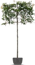 Lei-moeraseik  | Quercus Palustris | leiboom | Stamomtrek: 8-10 cm  | Stamhoogte: 180 cm | Rek: 150