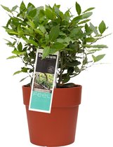 Plantjescoren.nl Laurus nobilis in ELHO Vibia sierpot voor buiten ↕ 35 cm Pot Ø 25 cm