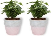 2x Kamerplant Coffea Arabica – Koffieplant - ± 25cm hoog – 12 cm diameter - in roze betonnen pot