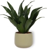 Kamerplant Dracaena Compacta - ± 20cm hoog – 12cm diameter - in groene sierpot