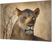 Wandpaneel Oogcontact met een leeuw  | 120 x 80  CM | Zwart frame | Wandgeschroefd (19 mm)