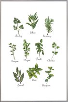 JUNIQE - Poster met kunststof lijst Herbs Collection -40x60 /Groen &
