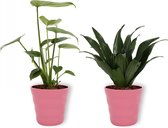Set van 2 Kamerplanten - Monstera Deliciosa & Draceana Compacta- ±  30cm hoog - 12cm diameter - in Roze pot
