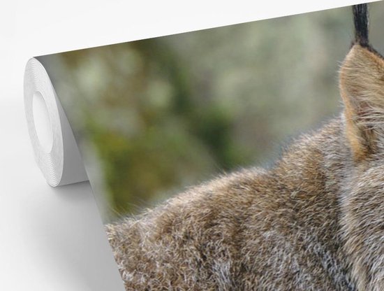 Papier peint - Papier Papier peint photo Lynx - Forêt - Grijs - Largeur 330 cm x Hauteur 220 cm