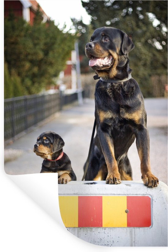 Sticker Muursticker Rottweiler - Chiot Rottweiler à côté d'un rottweiler  adulte -... | bol