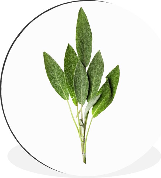 Photo portrait d'une plant de sauge Cercle mural aluminium ⌀ 90 cm - impression photo sur cercle mural / cercle vivant / cercle de jardin (décoration murale)